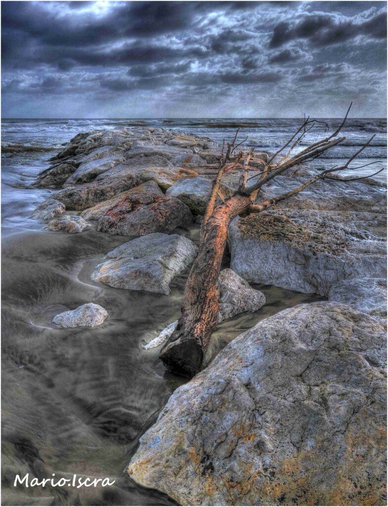 forza del mare tronco albero tra scogli