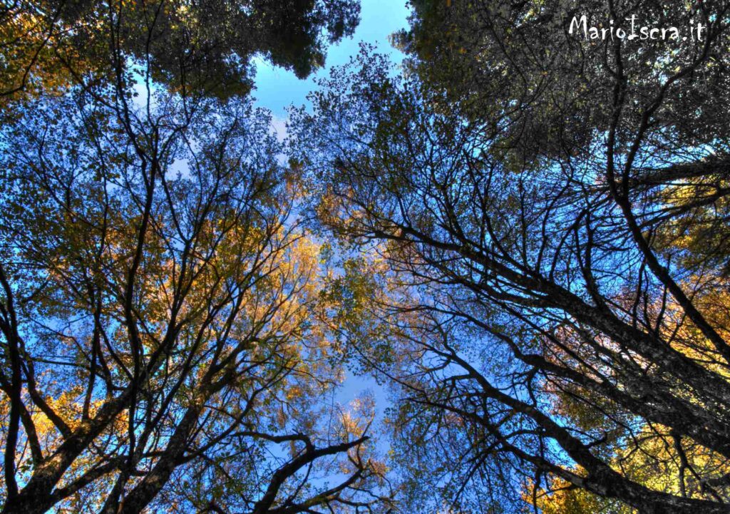 gli alberi ci proteggono squardo all insu