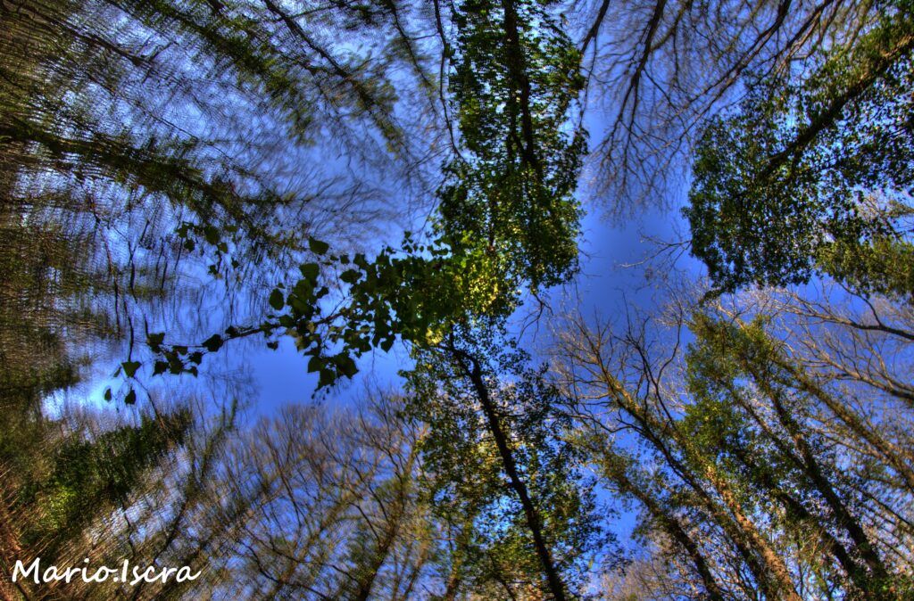 cielo tra gli alberi