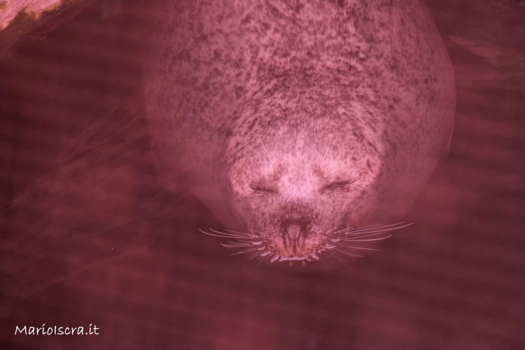 foca pisolino