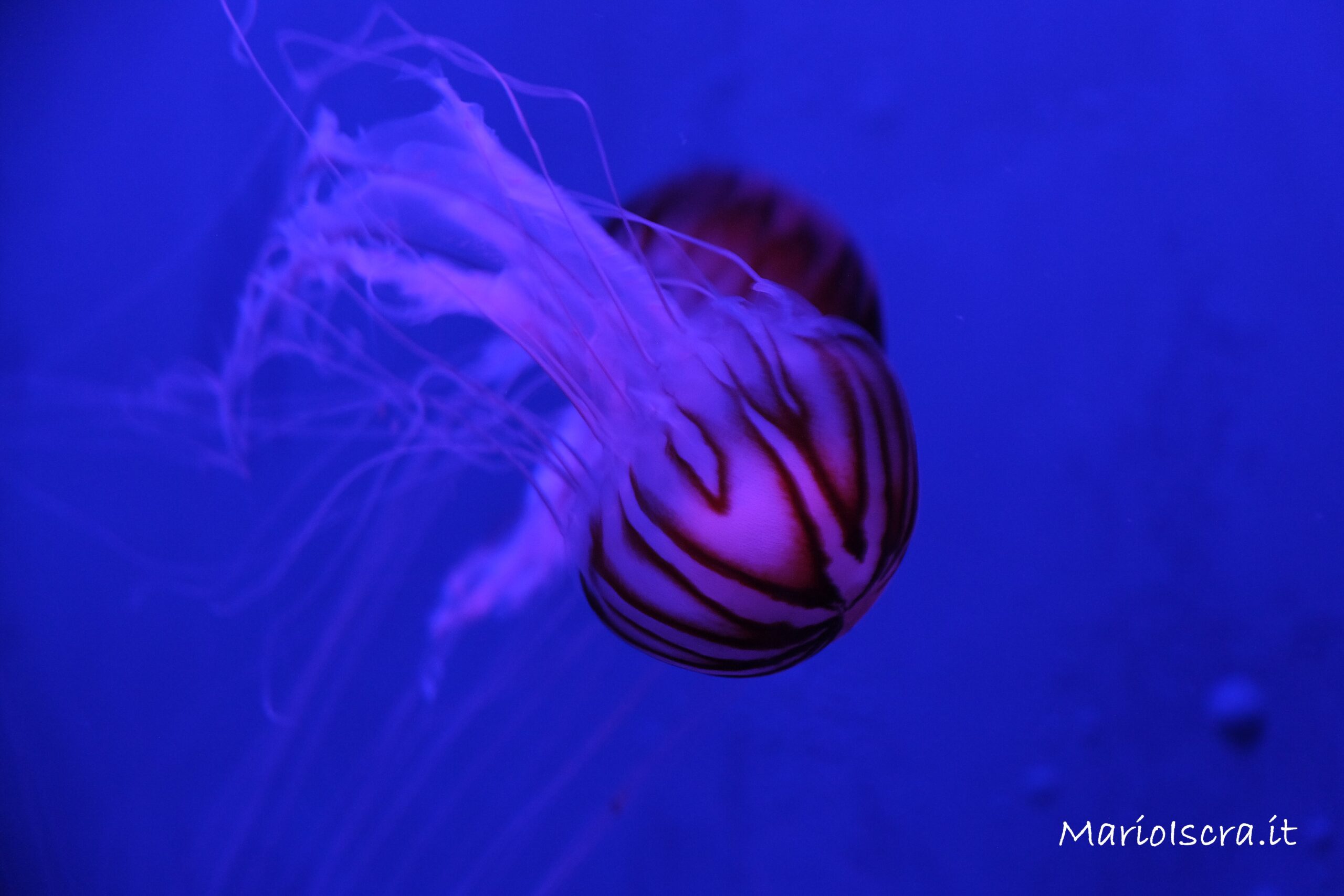 medusa con tentacoli