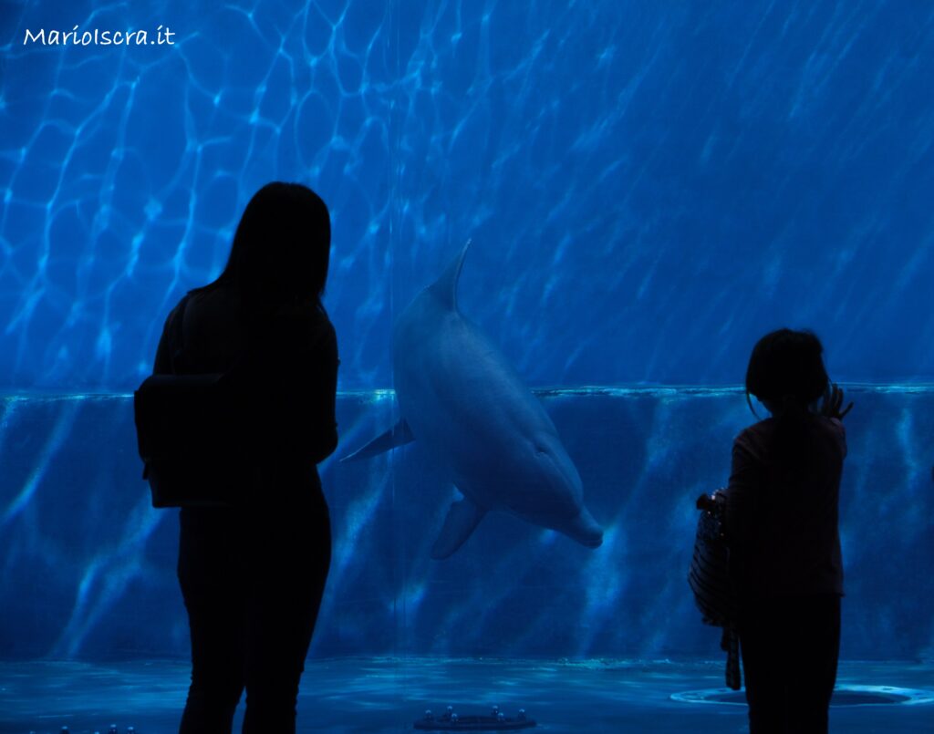 vasca delfini acquario di genova