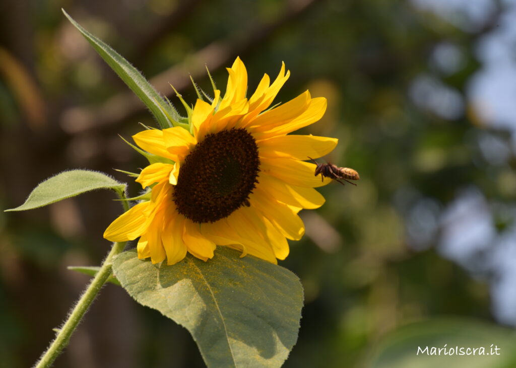 girasole con ape